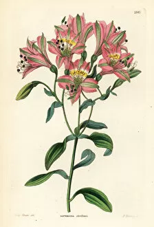 Lily Collection: Chorillos alstroemeria, Alstroemeria chorillensis