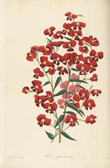 Magazine Of Botany Prints: Chorizema ovatum
