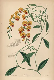 Drake Gallery: Chorizema variety
