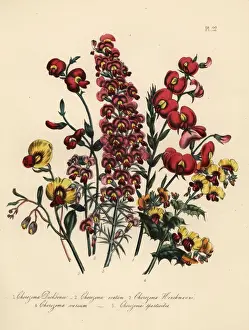 Humphreys Prints: Chorozema species