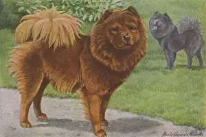 Two Chow Dogs Standing
