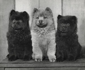 Chow Collection: Three Chow puppies