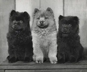 Puppies Prints: Three Chow puppies