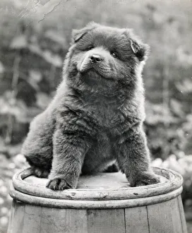 Chow Prints: Chow puppy sitting on a barrel Date: 1950s