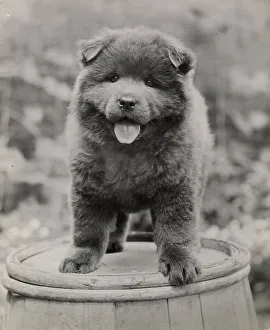 Chow Prints: Chow puppy standing on a barrel Date: 1950s