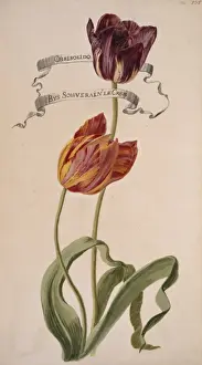 Potted Histories Prints: Chrisolido & Bys Souverain le Crep, tulips