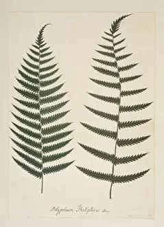 Polypodiophyta Prints: Christella dentata, downy wood fern