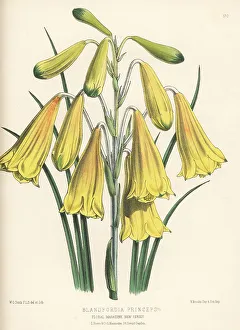 Christmas bells, Blandfordia grandiflora