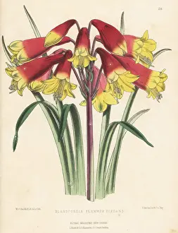 Christmas bells cultivar, Blandfordia grandiflora variety