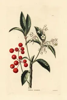 Christmas berry, Ardisia crenata