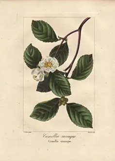 Botanicalillustration Prints: Christmas camellia, Camellia sasanqua, native to Japan