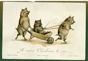 Images Dated 17th March 2017: Christmas card, three pigs with a wheelbarrow