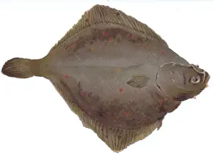 Plaice Prints: Christmas card in the shape of flat brown fish