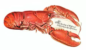 Victorian and Edwardian Christmas Cards Gallery: Christmas card in the shape of a lobster