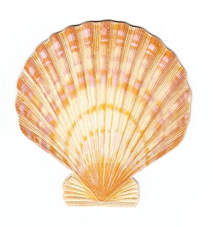 Christmas card in the shape of a shell