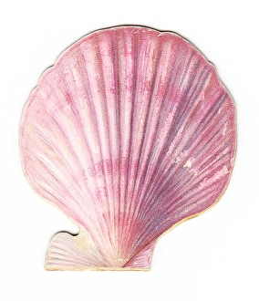 Christmas card in the shape of a shell