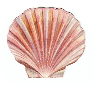 Christmas card in the shape of a shell