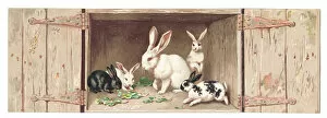 Images Dated 21st May 2018: Christmas card in the shape of a rabbit hutch