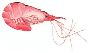 Handmade Collection: Christmas card in the shape of a shrimp