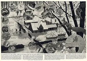 Mice Prints: On Christmas Day in the country - some of the animals which might be found hibernating or over-wintering