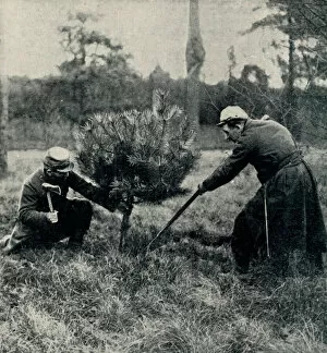 Images Dated 28th September 2012: Christmas at the Front: Soldiers chopping down a tree 1914