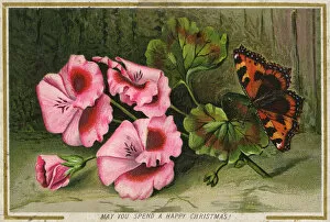 Images Dated 3rd November 2016: Christmas Greetings postcard with Tortoiseshell butterfly