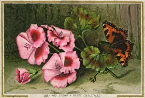 Tortoiseshell Prints: Christmas Greetings postcard with Tortoiseshell butterfly