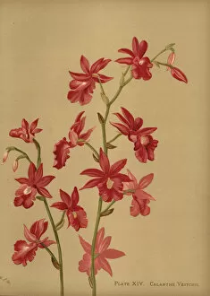 Christmas orchid hybrid, Calanthe x veitchii