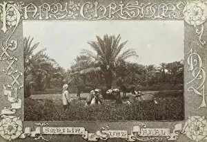 Fertile Collection: Christmas Postcard from the Suez Canal