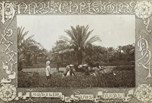 Christmas Postcard from the Suez Canal