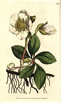 Niger Gallery: Christmas rose or black hellebore, Helleborus niger