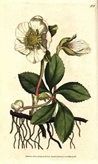 Christmas rose or black hellebore, Helleborus niger