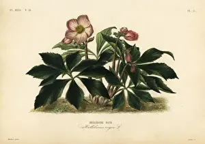 Christmas rose or black hellebore, Helleborus niger