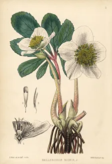 Niger Gallery: Christmas rose, Helleborus niger