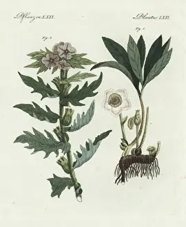 Bilderbuchfurkinder Prints: Christmas rose, Helleborus niger, and henbane
