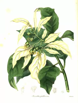Maund Collection: Christmas star or poinsettia, Euphorbia pulcherrima