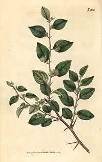 Curtis Prints: Christs thorn jujube, Ziziphus spina-christi