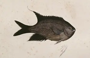 Osteichthyes Prints: Chromis chromis, damselfish