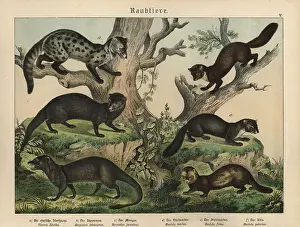 Chromolithograph from Gotthilf Heinrich von Schubert's Natural History of Animal Kingdoms for School and Home