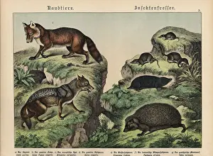 Chromolithograph from Gotthilf Heinrich von Schubert's Natural History of Animal Kingdoms for School and Home