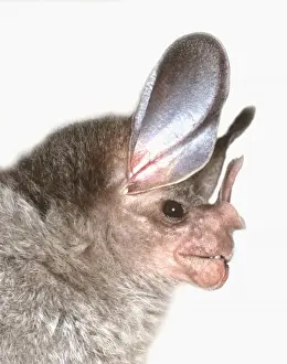 Belize Prints: Chrotopterus auritus auritus, woolly false vampire bat