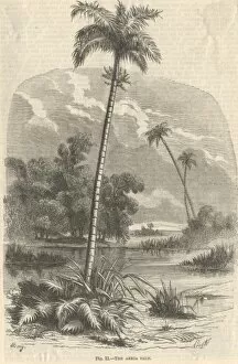 Chrysalidocarpus lutescens, areca palm