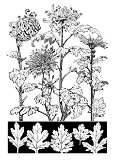 Midgley Collection: Chrysanthemum