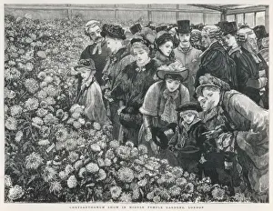 Chrysanthemums Prints: Chrysanthemum show
