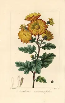 Chrysanthemum Prints: Chrysanthemum, Anthemis artemisiaefolia, native to China