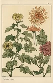 Andtheirapplicationtoornament Collection: Chrysanthemum botanical study