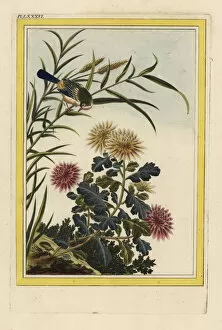 Enluminee Gallery: Chrysanthemum indicum