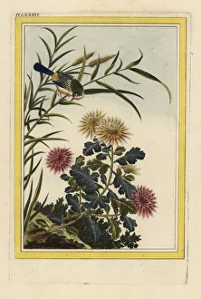 Enluminee Gallery: Chrysanthemum indicum