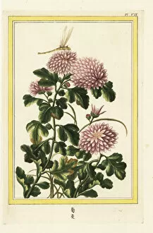 Chine Gallery: Chrysanthemum indicum with dragonfly