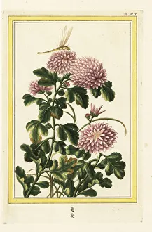 Dragonfly Collection: Chrysanthemum indicum with dragonfly